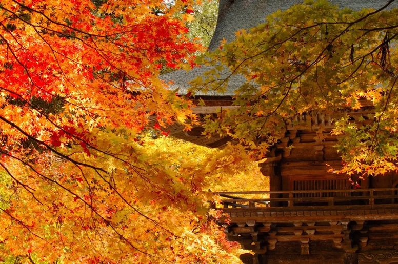 【埼玉】紅葉ドライブおすすめ12選！名所・公園・穴場の見頃も紹介