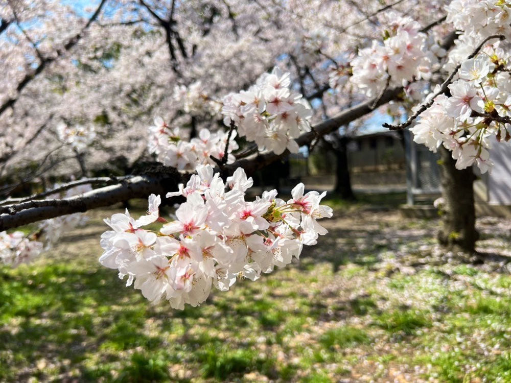 大阪の花見バーベキューができるおすすめ公園11選！手ぶら可や無料を厳選