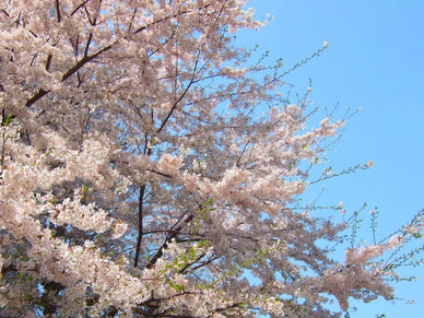 【日本】春の伝統行事一覧12選！行事食メニューや地域別のイベントも紹介