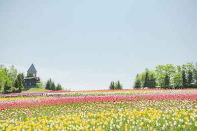 札幌近郊ドライブで味わう絶景スポット