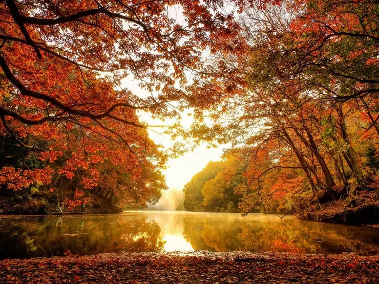 【神奈川】紅葉ドライブおすすめ12選！絶景・穴場・公園の見頃も紹介