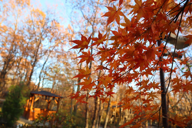 【関東】紅葉が綺麗なキャンプ場おすすめ11選！千葉・絶景・湖畔別に厳選