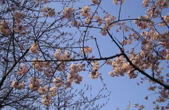 【2026年最新版】仙台の花見おすすめスポット10選！桜開花予想も解説