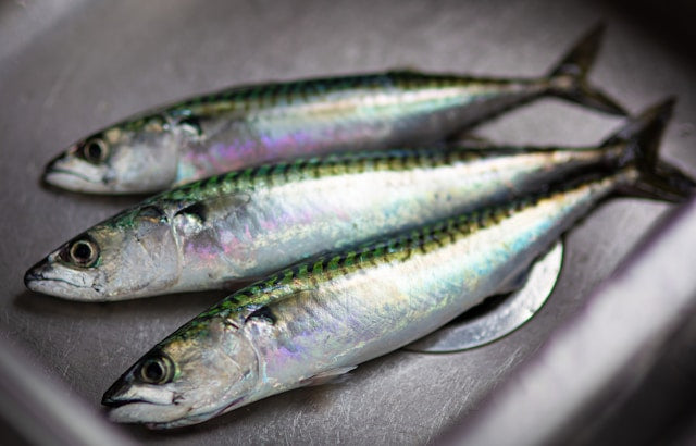 4月の釣りの魅力とは？地域別の釣れる魚や釣果を上げやすい場所を紹介
