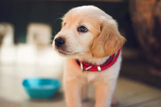 犬を夏に留守番させるなら停電対策を｜エアコンどうする？事前の備えを解説