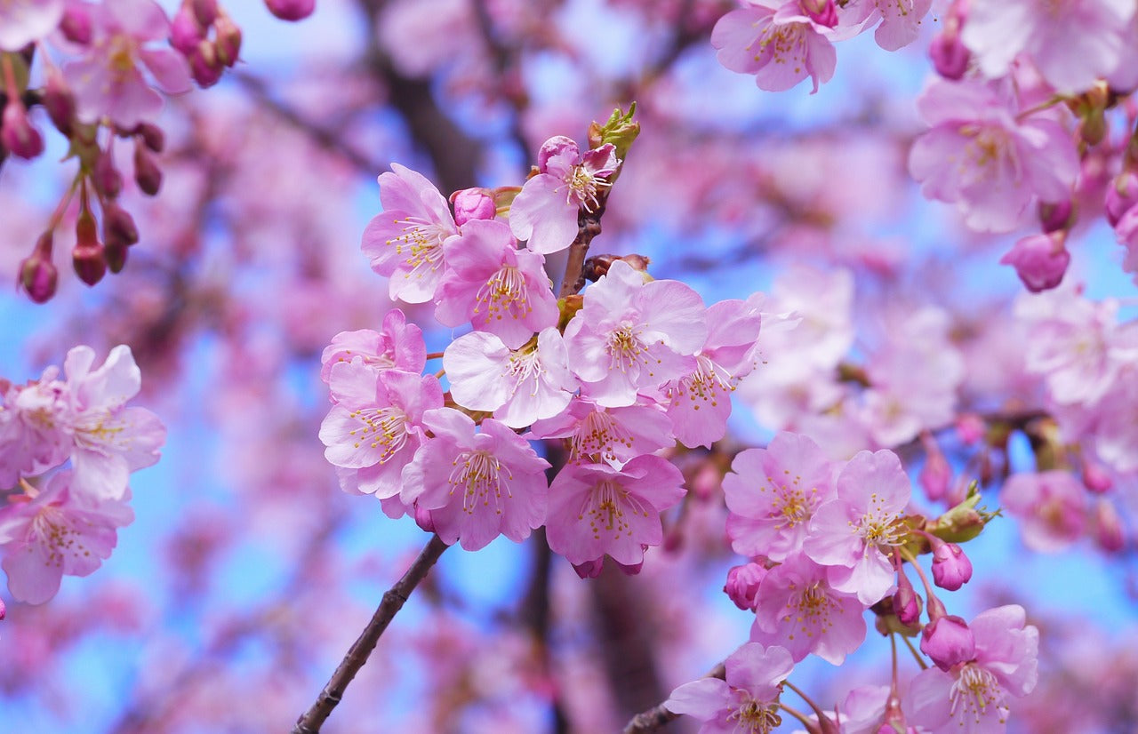 広島県でお花見バーベキューをするならここ！おすすめスポット5選