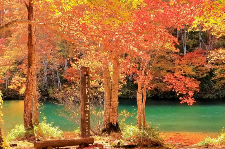 【山形】紅葉ドライブおすすめ12選！名所・穴場・温泉の見頃も紹介