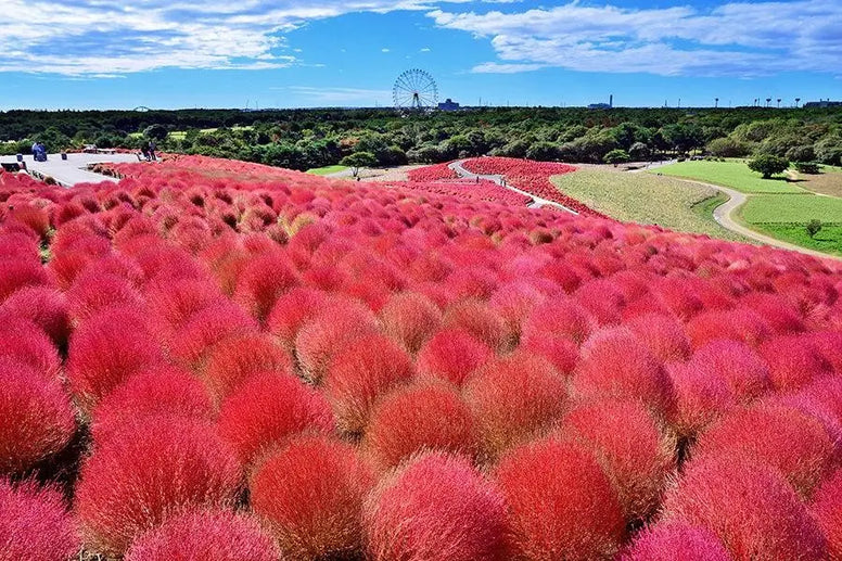 【関東】紅葉ピクニックにおすすめの公園12選！日帰り・穴場別に厳選
