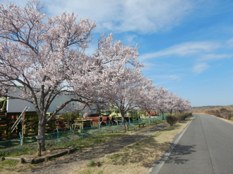 【関西】桜が綺麗なドライブスポット16選！桜並木の名所や穴場も厳選