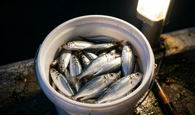 夜にサビキ釣りガイド