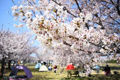 【2025年】花見バーベキューができるスポット18選を地域別（関東・東海・関西・その他地域）で紹介