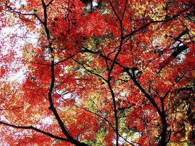 宮島で紅葉狩りができるスポット7選！見頃やおすすめアイテムも解説