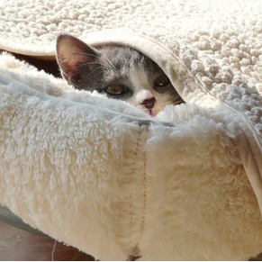猫の寒さ対策はどうする？留守番・夜間に気を付けるべき注意点や防寒グッズも紹介