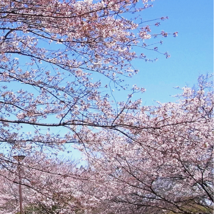 神奈川でおすすめの花見スポット16選！屋台あり・穴場・ライトアップも厳選