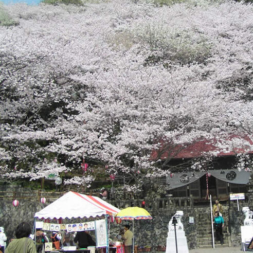 静岡でおすすめの花見スポット16選！桜の名所・屋台あり・穴場も厳選