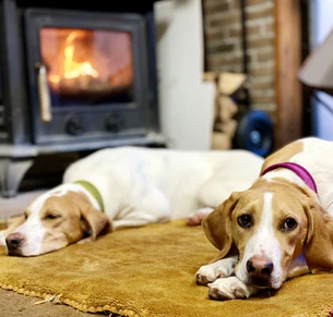 犬は冬暖房なしでも平気？おすすめな暖房器具も紹介