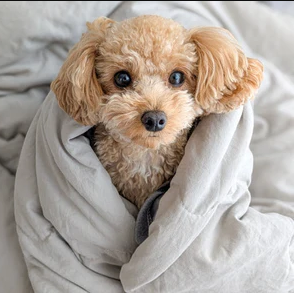 【最新版】犬の冬用ベッドおすすめ10選！選び方のポイントも解説