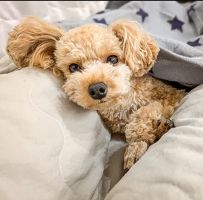 犬の寒さ対策完全攻略ガイド！室内・外出時の防寒術から注意点まで徹底解説