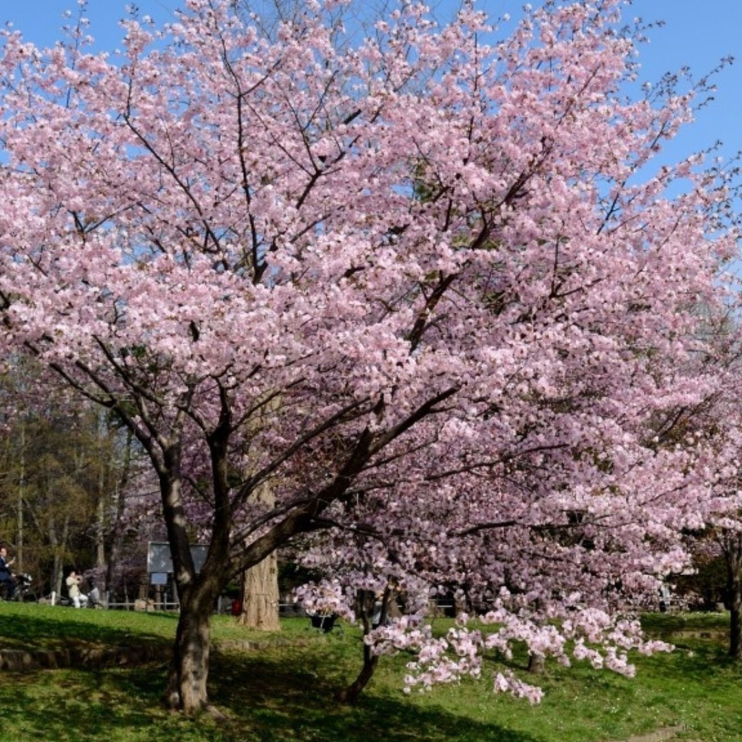 【札幌近郊】お花見バーベキューができる場所15選！手ぶら可も厳選