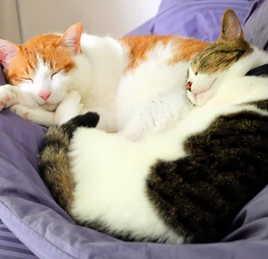 愛猫の寒さ対策は大丈夫？電源なしでも暖かい環境をつくる方法と便利アイテム