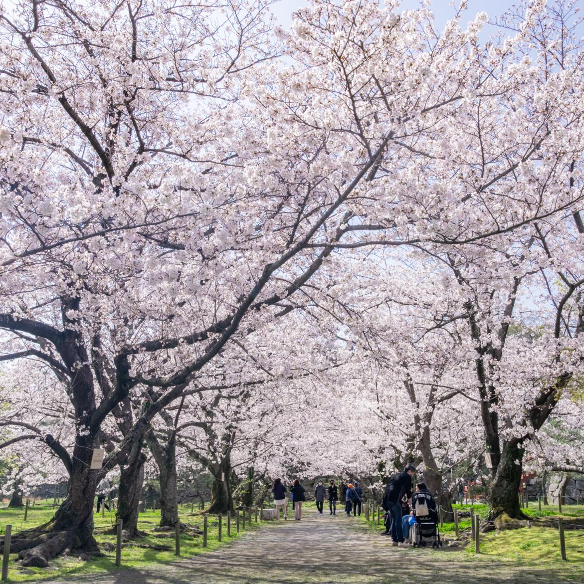 福岡でお花見ができるバーベキュー場15選！福岡市内の穴場スポットも厳選