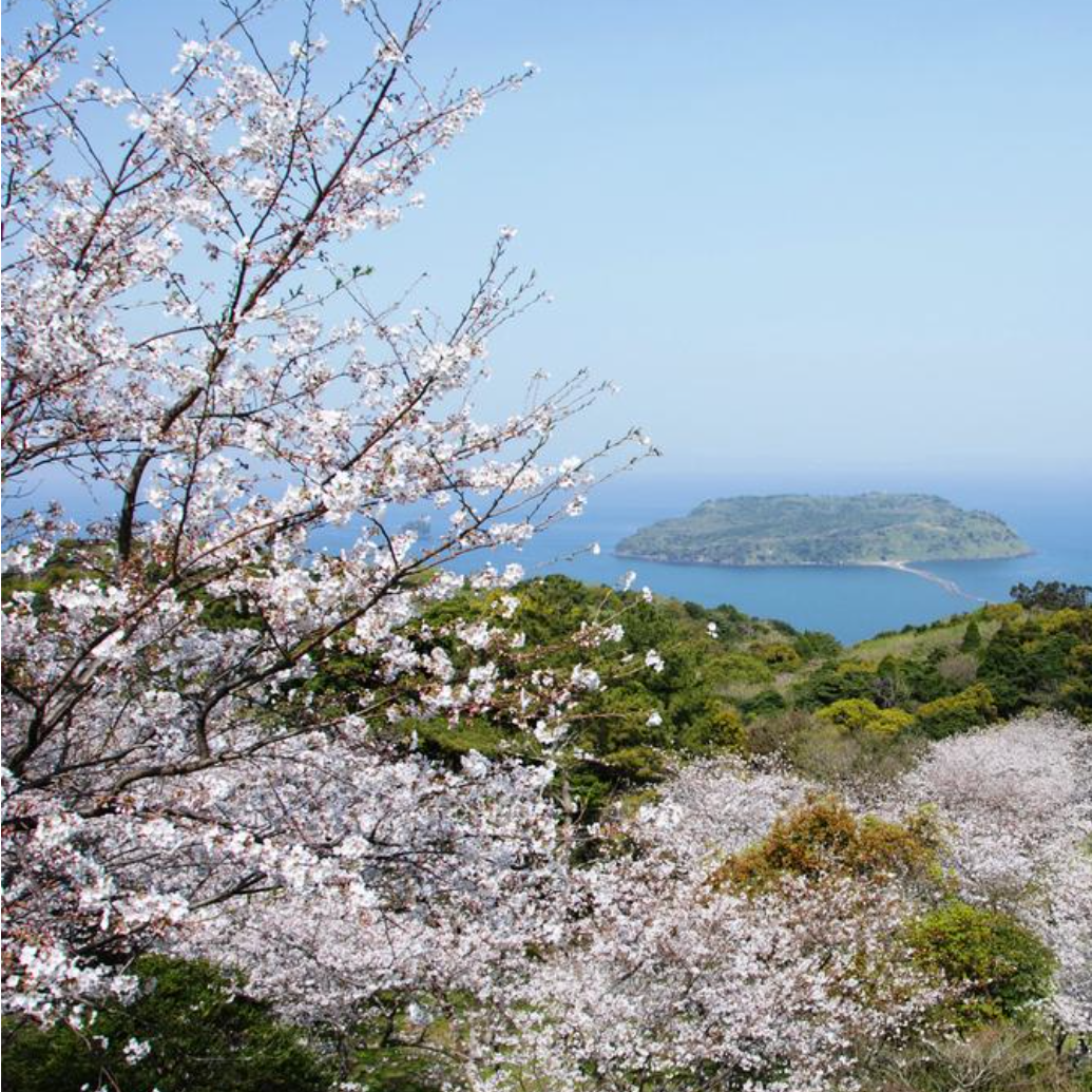 【2026年】鹿児島の花見スポット13選！バーベキュー可・子連れ向けも厳選