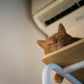 ペットを守れ！停電でエアコンが使えないときの対策完全ガイド