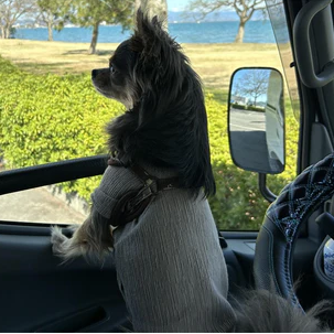 ペット(愛犬)連れの車中泊ができる道の駅は？必要なものや事前準備は万全に