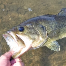 冬のバス釣り完全ガイド！冬バスが釣れるポイントとおすすめルアーを紹介