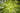 10,000本植樹プロジェクト