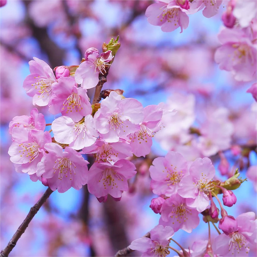 花見