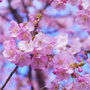 広島県でお花見バーベキューをするならここ！おすすめスポット5選